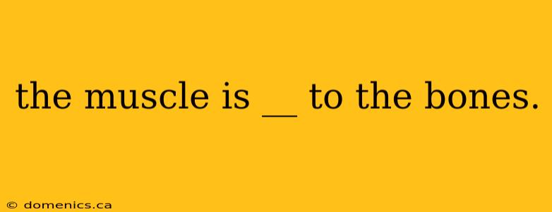 the muscle is __ to the bones.