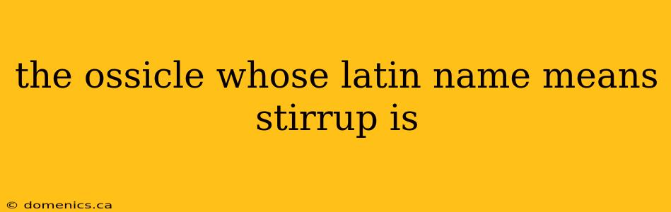 the ossicle whose latin name means stirrup is