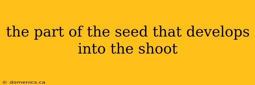 the part of the seed that develops into the shoot