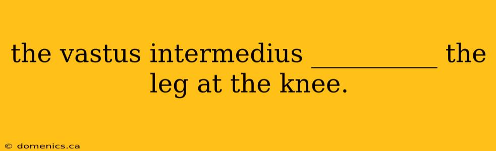 the vastus intermedius __________ the leg at the knee.