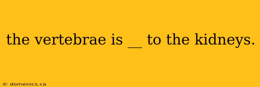 the vertebrae is __ to the kidneys.