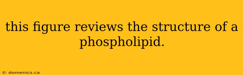 this figure reviews the structure of a phospholipid.