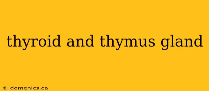 thyroid and thymus gland