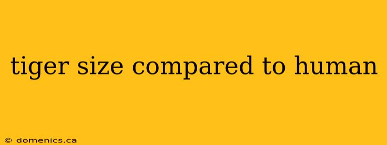 tiger size compared to human