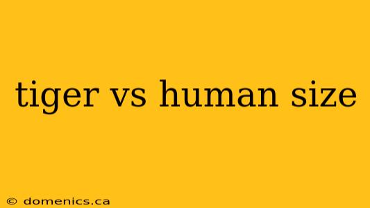 tiger vs human size