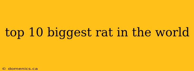 top 10 biggest rat in the world