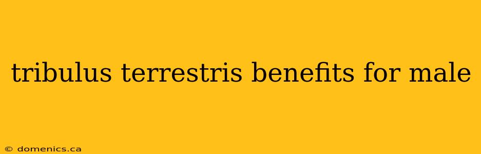 tribulus terrestris benefits for male