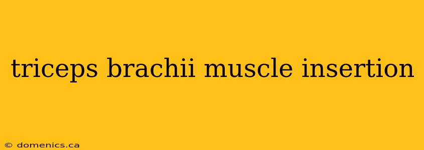triceps brachii muscle insertion