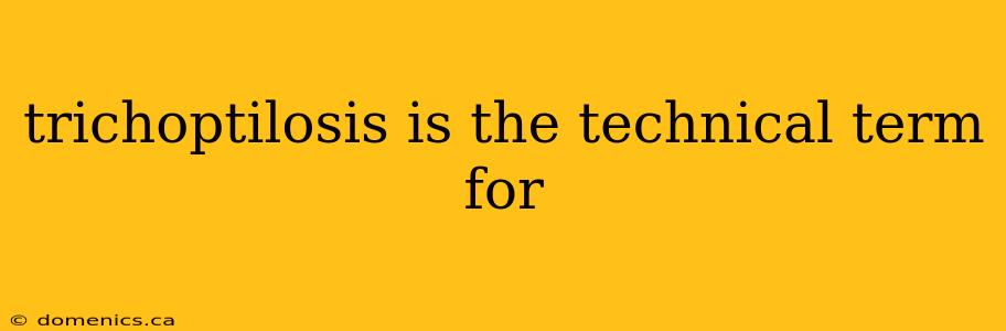 trichoptilosis is the technical term for