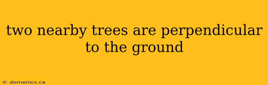 two nearby trees are perpendicular to the ground