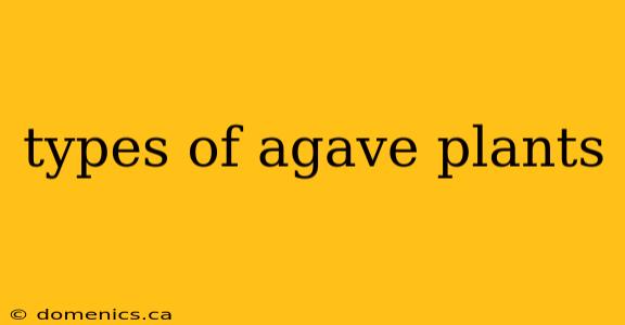 types of agave plants