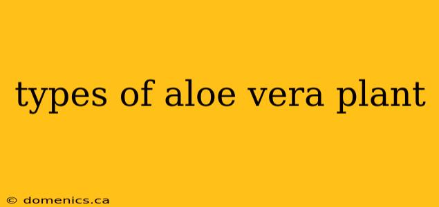 types of aloe vera plant