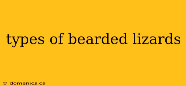 types of bearded lizards