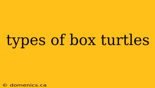 types of box turtles