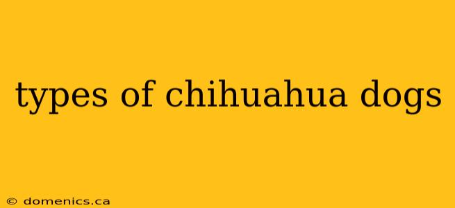 types of chihuahua dogs