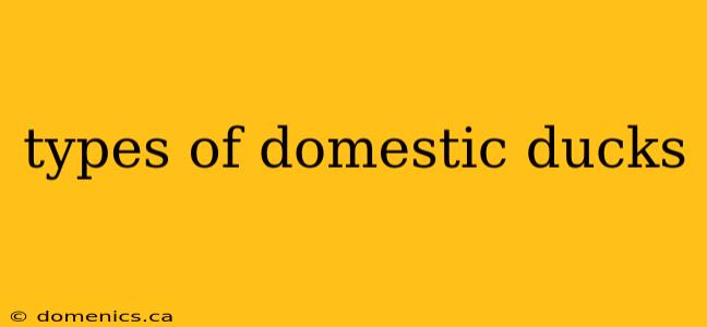 types of domestic ducks