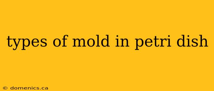 types of mold in petri dish