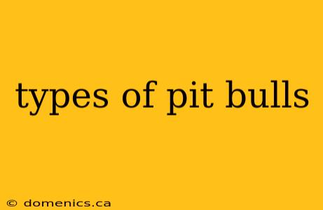 types of pit bulls