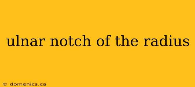 ulnar notch of the radius