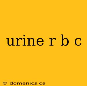 urine r b c