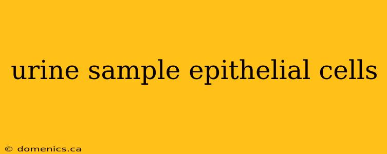 urine sample epithelial cells