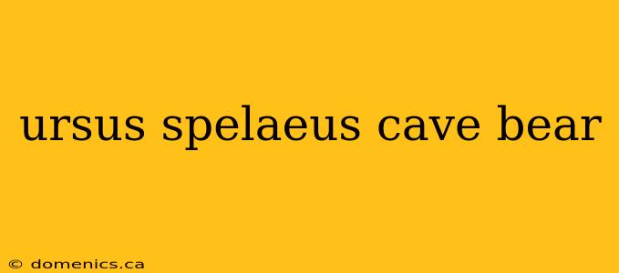 ursus spelaeus cave bear