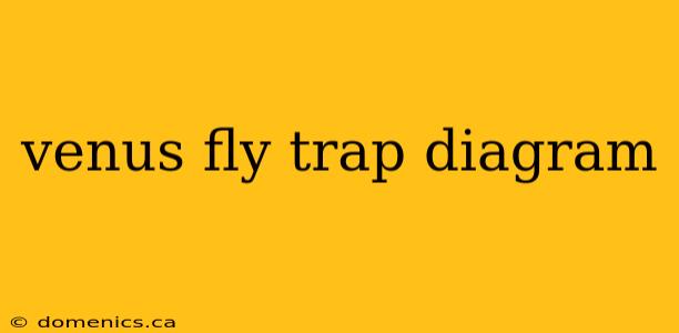 venus fly trap diagram
