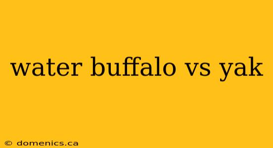 water buffalo vs yak