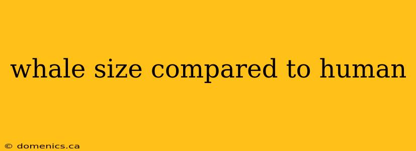 whale size compared to human