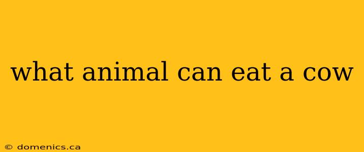 what animal can eat a cow