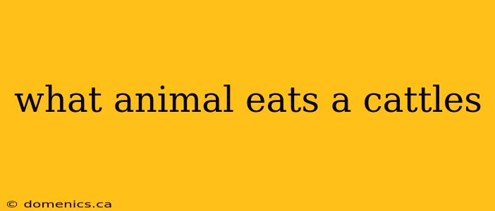 what animal eats a cattles