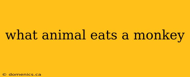 what animal eats a monkey