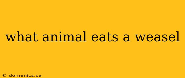 what animal eats a weasel