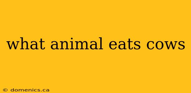 what animal eats cows