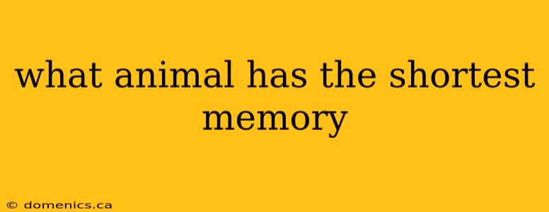 what animal has the shortest memory