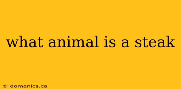 what animal is a steak