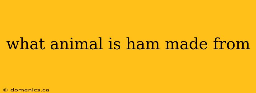 what animal is ham made from