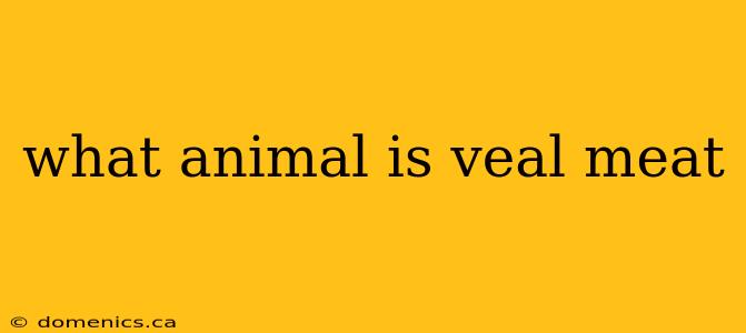 what animal is veal meat