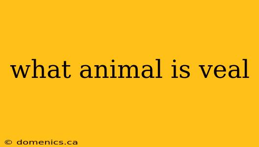 what animal is veal