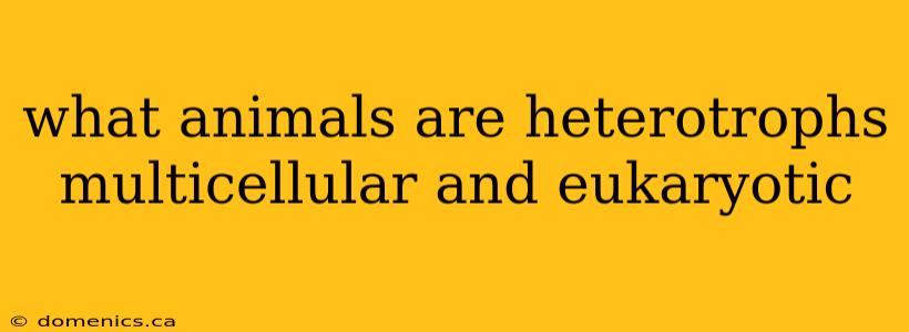 what animals are heterotrophs multicellular and eukaryotic