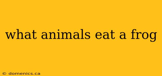 what animals eat a frog