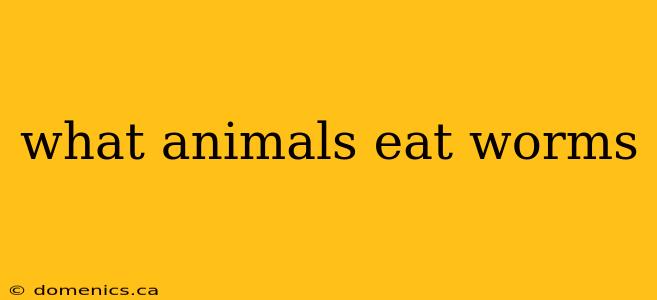 what animals eat worms