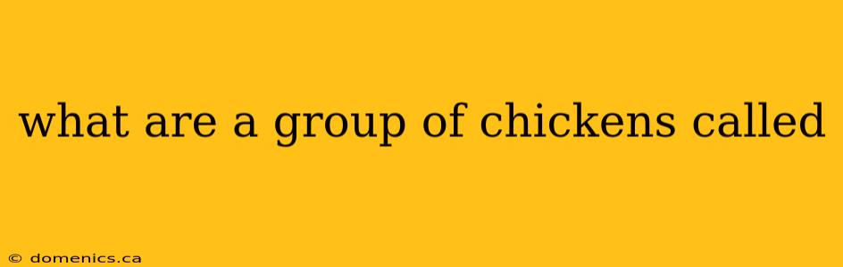 what are a group of chickens called