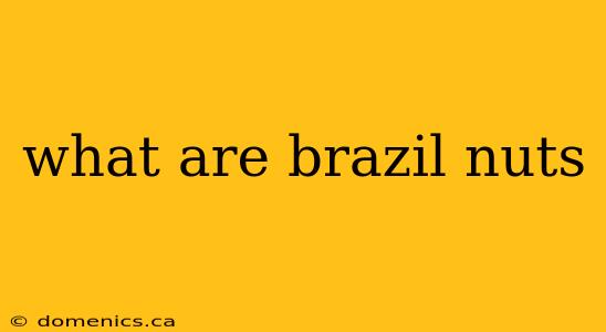 what are brazil nuts