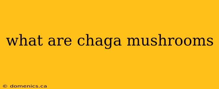 what are chaga mushrooms