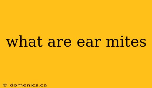 what are ear mites