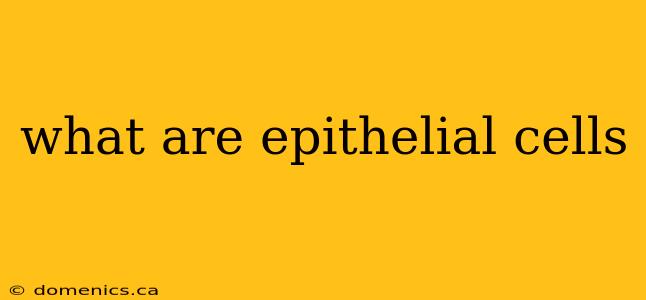 what are epithelial cells