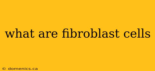 what are fibroblast cells