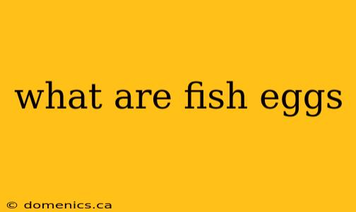 what are fish eggs