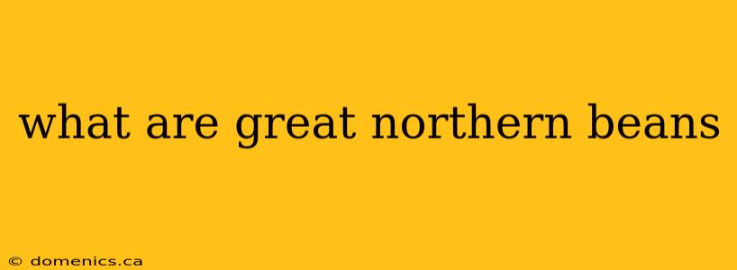 what are great northern beans